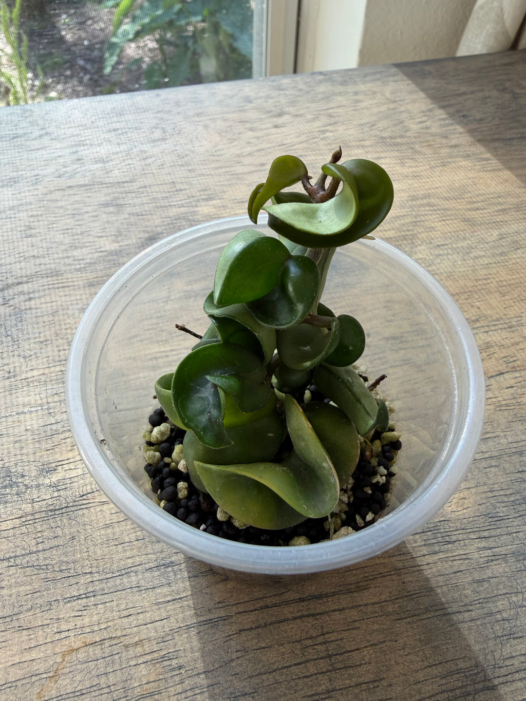 Hoya Hindu Rope