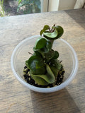Hoya Hindu Rope