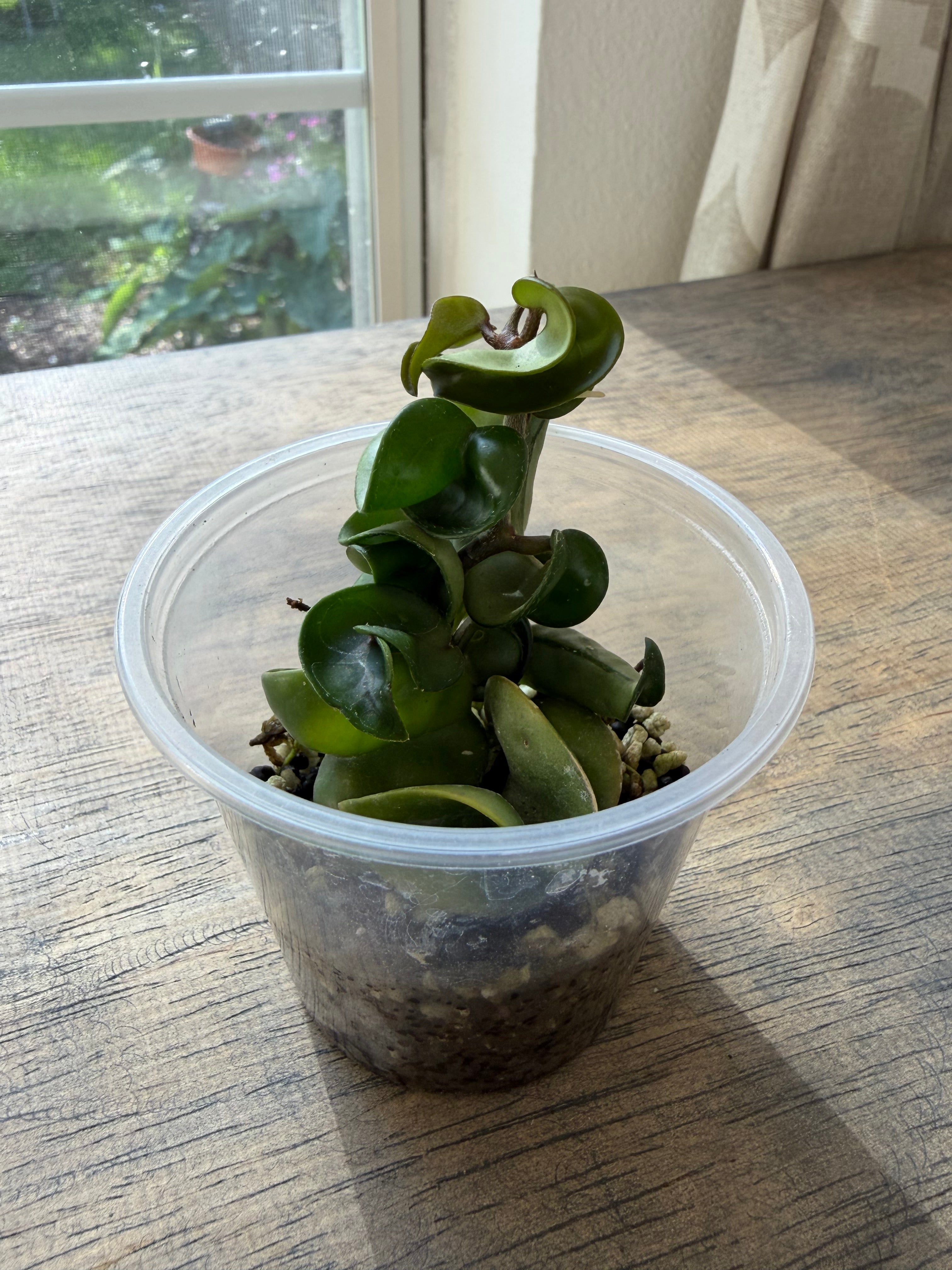 Hoya Hindu Rope