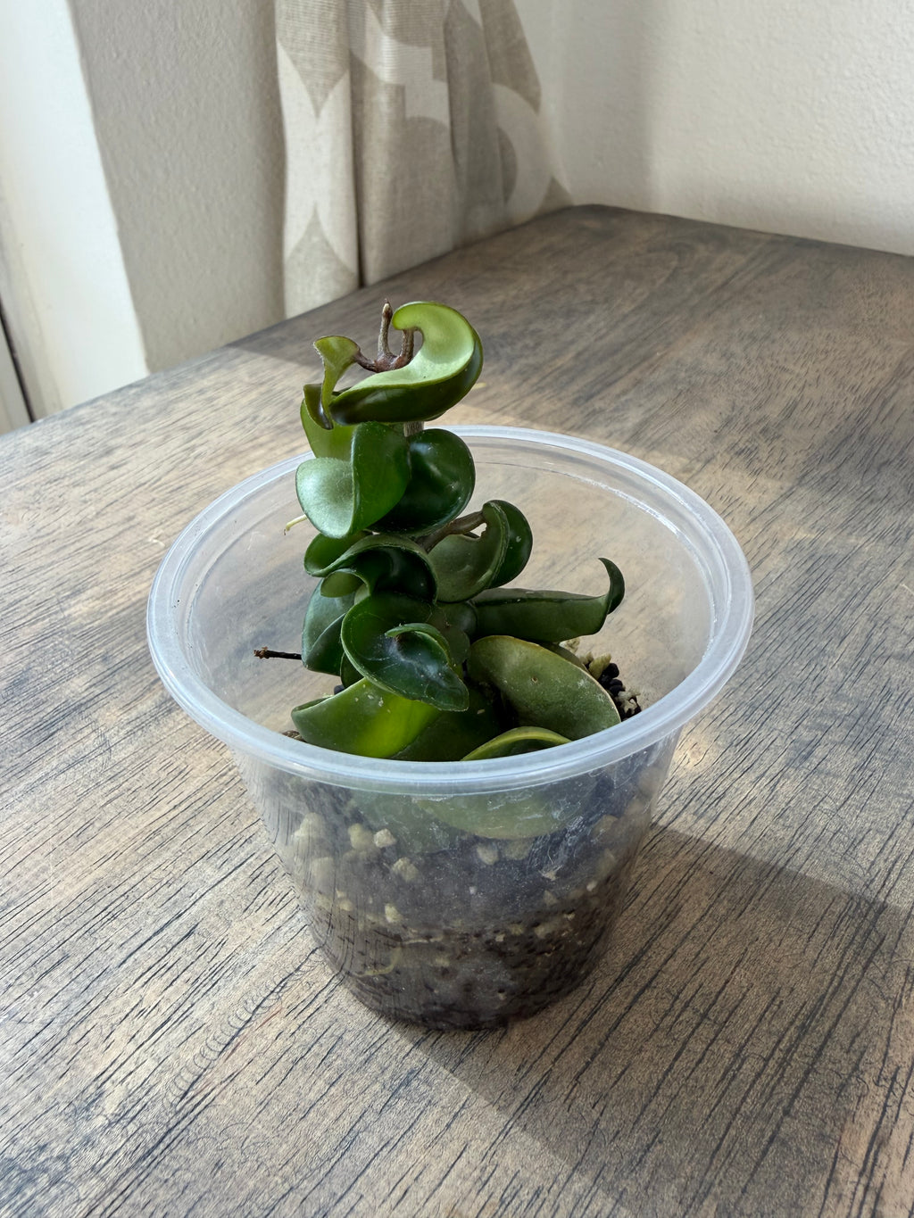 Hoya Hindu Rope