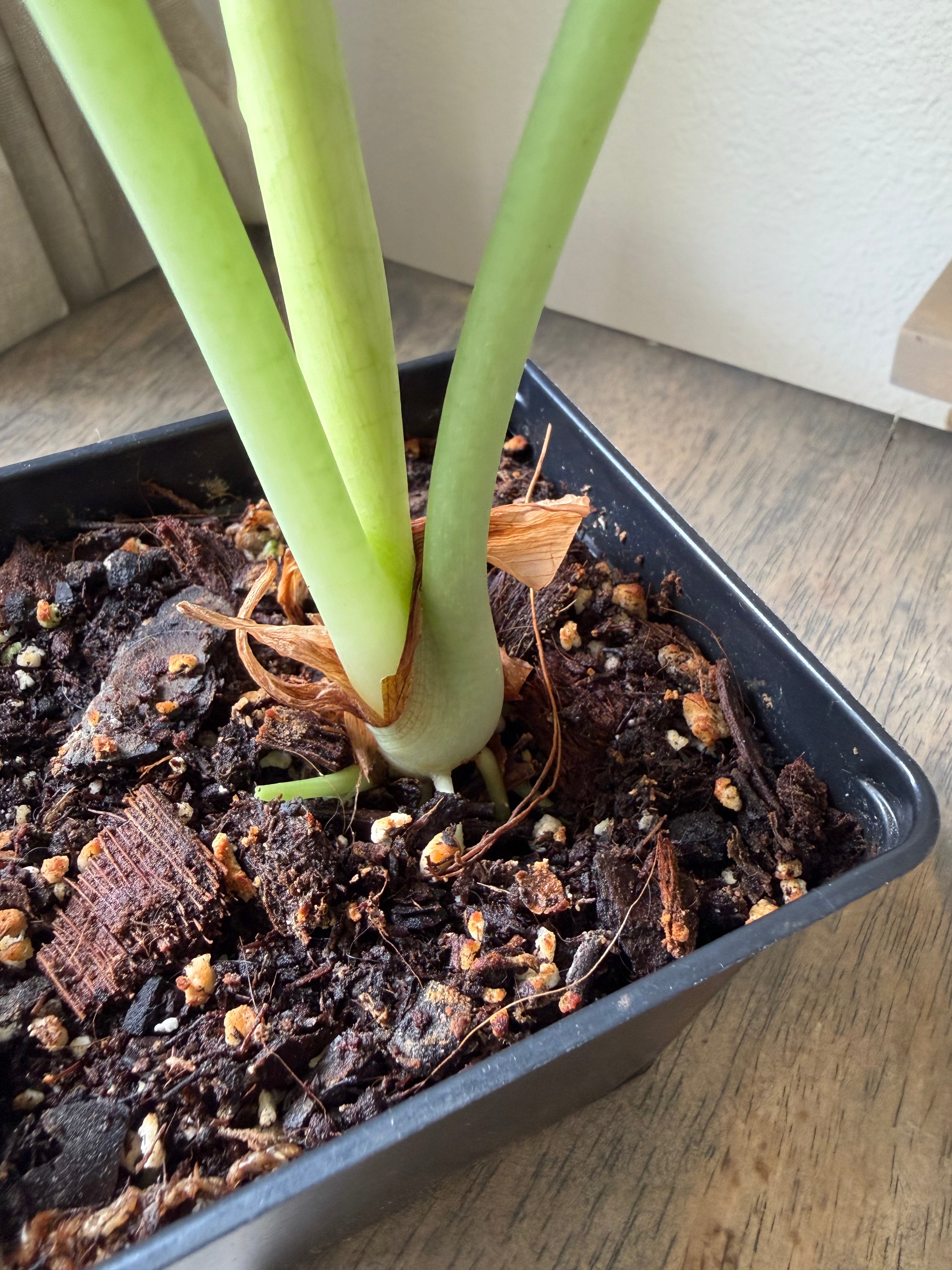 Alocasia Dragon Scale