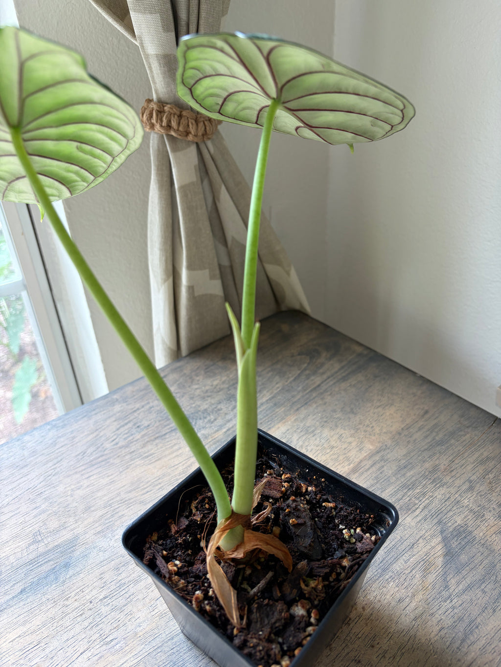 Alocasia Dragon Scale