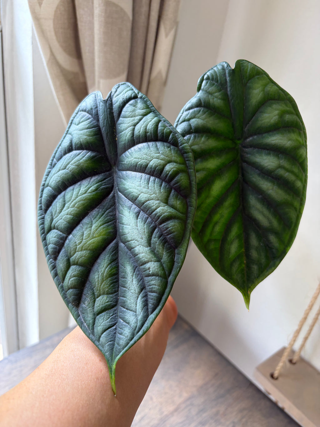 Alocasia Dragon Scale