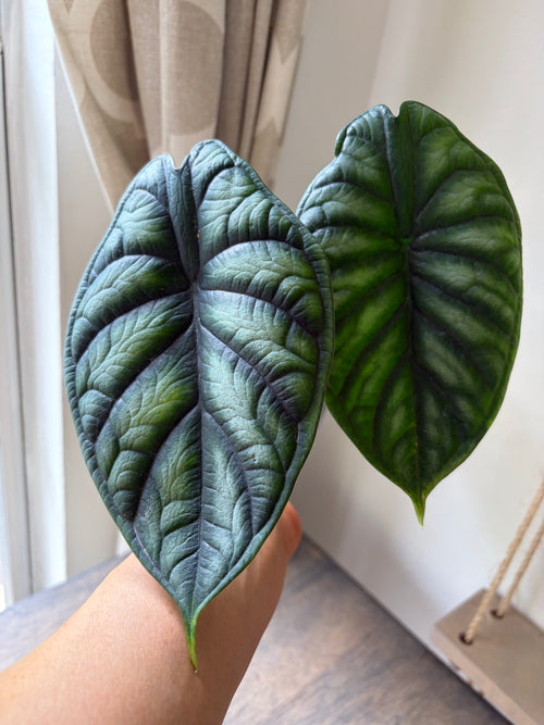 Alocasia Dragon Scale