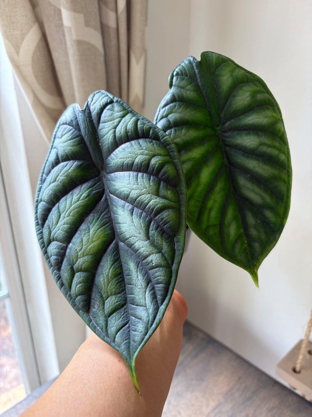 Alocasia Dragon Scale