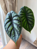 Alocasia Dragon Scale
